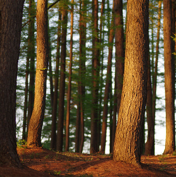 AYPHASSORHO Notre politique environnementale - Landes